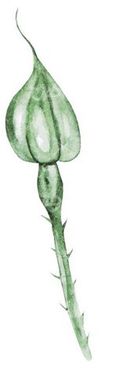 flower bud