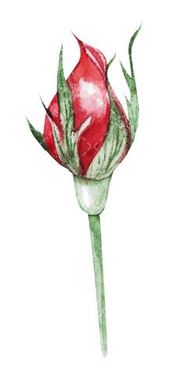 flower bud
