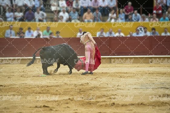 Cow Game
