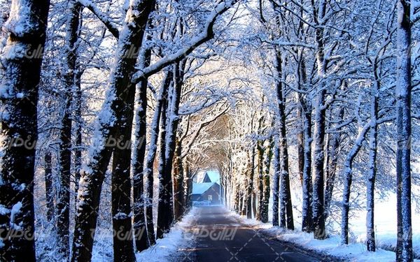 تصویر با کیفیت منظره زیبای زمستان به همراه برف و طبیعت برفی