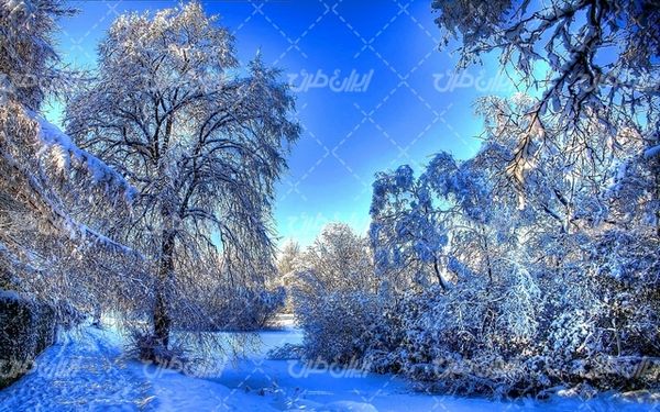 تصویر با کیفیت طبیعت زیبای زمستان به همراه برف و طبیعت برفی