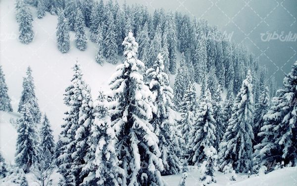 تصویر با کیفیت درخت پوشیده از برف به همراه برف و منظره برفی