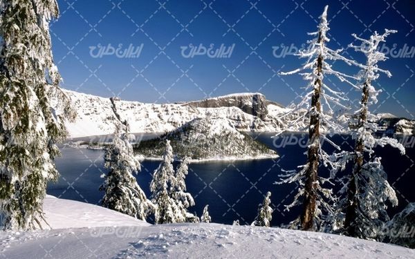 تصویر با کیفیت درخت پوشیده از برف به همراه برف و منظره برفی
