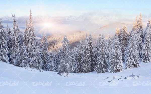 تصویر با کیفیت درخت پوشیده از برف به همراه برف و منظره برفی