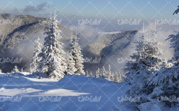 تصویر با کیفیت درخت پوشیده از برف به همراه برف و منظره برفی