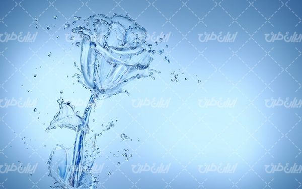 تصویر با کیفیت گل آبی همراه با تصویر زمینه و بک گراند