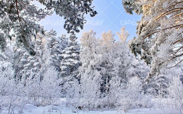 تصویر با کیفیت فصل زیبای زمستان به همراه برف و منظره برفی