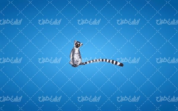 تصویر با کیفیت میرکت همراه با تصویر زمینه و بک گراند