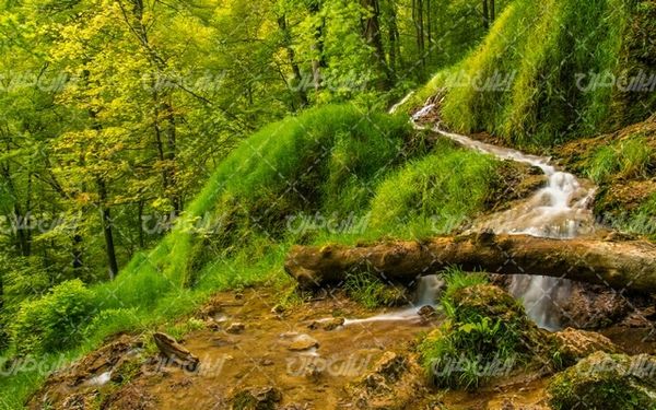 تصویر با کیفیت چشم انداز همراه با منظره و چشم انداز زیبای جنگل