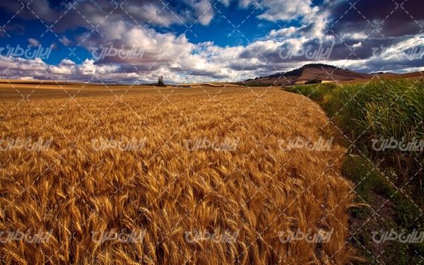 تصویر با کیفیت چشم انداز همراه با منظره و چشم انداز زیبای تابش مزرعه گندم