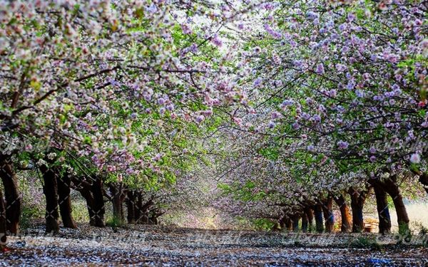 تصویر با کیفیت چشم انداز همراه با منظره و چشم انداز زیبای شکوفه بهاری