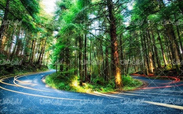 تصویر با کیفیت چشم انداز همراه با منظره و چشم انداز زیبای راه جنگلی