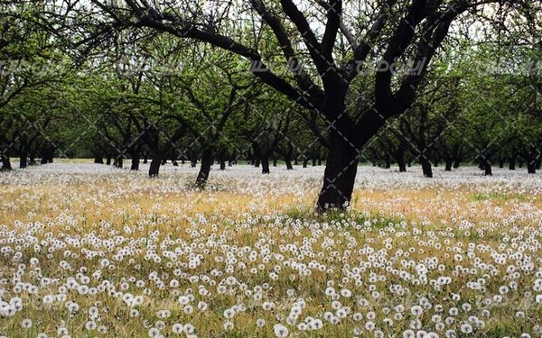تصویر با کیفیت چشم انداز همراه با منظره و چشم انداز زیبای گل قاصدک