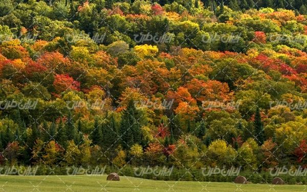 تصویر با کیفیت چشم انداز همراه با منظره و چشم انداز زیبای پاییز