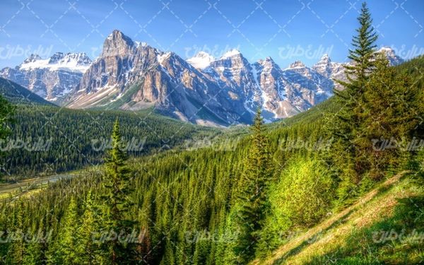تصویر با کیفیت چشم انداز همراه با منظره و چشم انداز زیبای جنگل