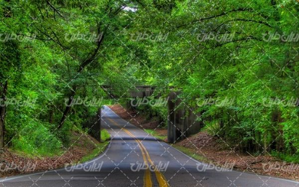 تصویر با کیفیت چشم انداز همراه با منظره و چشم انداز زیبای جاده جنگلی