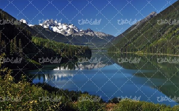 تصویر با کیفیت چشم انداز همراه با منظره و چشم انداز زیبای درخت