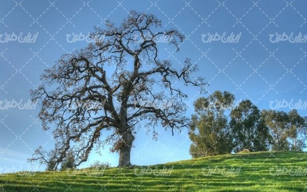 تصویر با کیفیت چشم انداز همراه با منظره و چشم انداز زیبای درخت