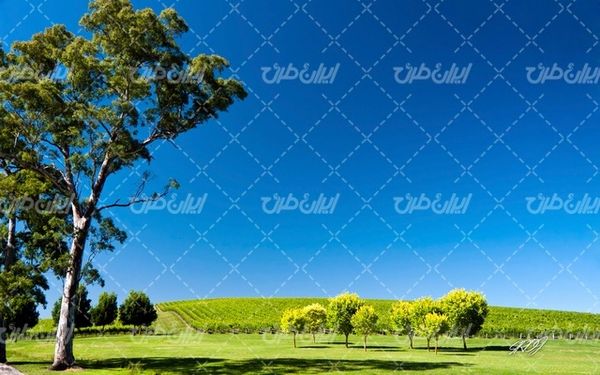 تصویر با کیفیت منظره زیبا همراه با منظره و چشم انداز زیبای باغ انگور