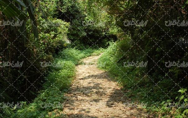تصویر با کیفیت طبیعت زیبا همراه با منظره و چشم انداز زیبای جنگل انبوه