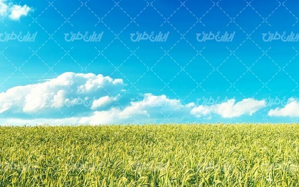 تصویر با کیفیت طبیعت زیبا همراه با منظره و چشم انداز زیبای مزرعه گندم