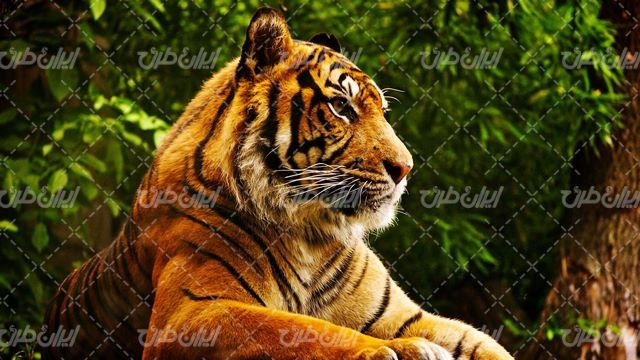 تصویر با کیفیت حیوان وحشی به همراه حیات وحش و ببر زیبا