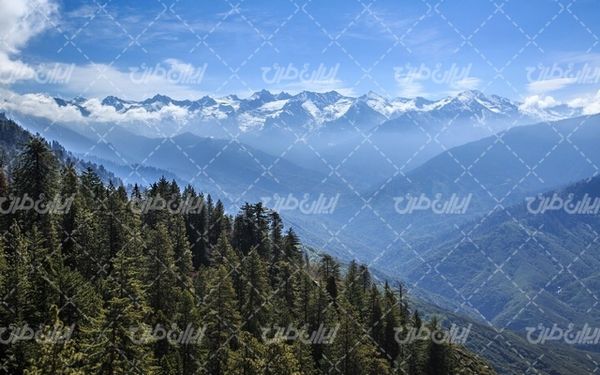 تصویر با کیفیت چشم انداز زیبای جنگل همراه با منظره و طبیعت زیبا