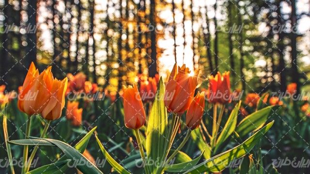 تصویر با کیفیت گل بهاری به همراه تابش نور خورشید و جنگل