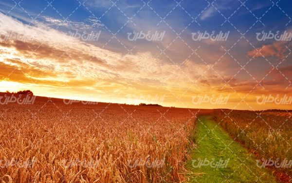 تصویر با کیفیت چشم انداز زیبای مزرعه گندم همراه با منظره و طبیعت زیبا