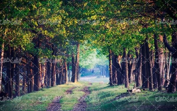 تصویر با کیفیت چشم انداز زیبای جنگل همراه با منظره و طبیعت زیبا