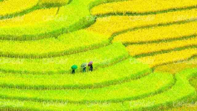 تصویر با کیفیت منظره زیبای مزرعه به همراه کشاورزی و چتر