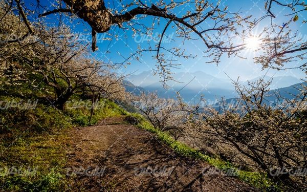 تصویر با کیفیت چشم انداز زیبای شکوفه درخت همراه با منظره و طبیعت زیبا