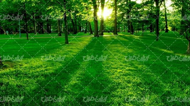 تصویر با کیفیت منظره زیبای فضای سبز همراه با درخت و نیمکت