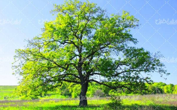 تصویر با کیفیت چشم انداز زیبای درخت همراه با منظره و طبیعت زیبا