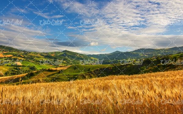 تصویر با کیفیت چشم انداز زیبای مزرعه گندم همراه با منظره و طبیعت زیبا