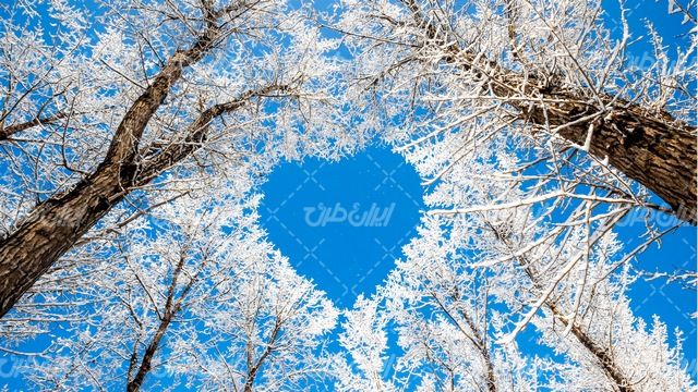 تصویر با کیفیت منظره زیبای برف روی درخت همراه با زمستان