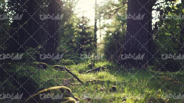 تصویر با کیفیت منظره زیبای جنگل همراه با درخت و علفهای زیر درخت