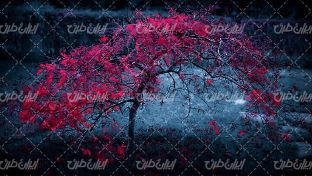 تصویر با کیفیت پس زمینه گرافیکی همراه تصویر زمینه و بک گراند
