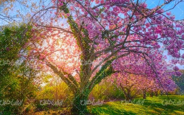 تصویر با کیفیت چشم انداز زیبای شکوفه درخت همراه با منظره دیدنی و طبیعت زیبا
