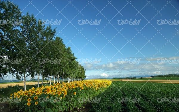تصویر با کیفیت چشم انداز زیبای مزرعه آفتابگردان همراه با منظره دیدنی و طبیعت زیبا