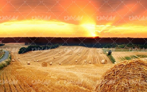 تصویر با کیفیت چشم انداز زیبای مزرعه گندم همراه با منظره دیدنی و طبیعت زیبا