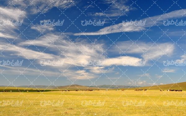 تصویر با کیفیت چشم انداز زیبای گله اسب همراه با منظره دیدنی و طبیعت زیبا
