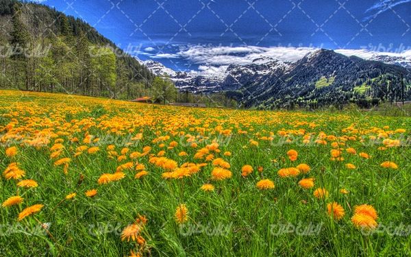 تصویر با کیفیت چشم انداز زیبای دشت گل همراه با منظره دیدنی و طبیعت زیبا