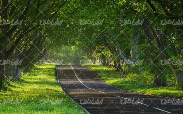 تصویر با کیفیت چشم انداز زیبای جاده جنگلی همراه با منظره دیدنی و طبیعت زیبا