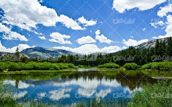 تصویر با کیفیت چشم انداز زیبای جنگل همراه با منظره دیدنی و طبیعت زیبا