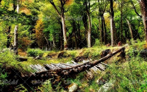 تصویر با کیفیت چشم انداز زیبای جنگل همراه با منظره دیدنی و طبیعت زیبا