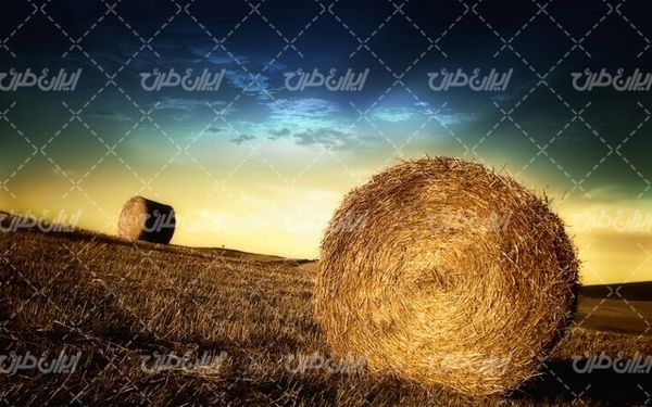 تصویر با کیفیت چشم انداز زیبای علوفه همراه با منظره دیدنی و طبیعت زیبا
