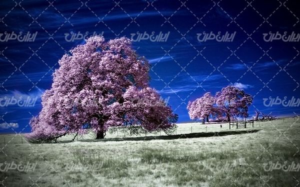 تصویر با کیفیت چشم انداز زیبای درخت همراه با منظره دیدنی و طبیعت زیبا