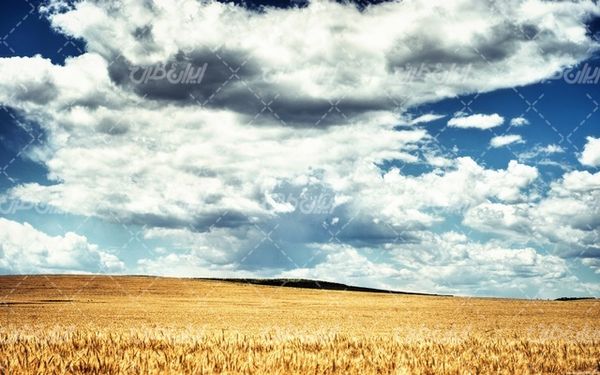 تصویر با کیفیت چشم انداز زیبای مزرعه گندم همراه با منظره دیدنی و طبیعت زیبا