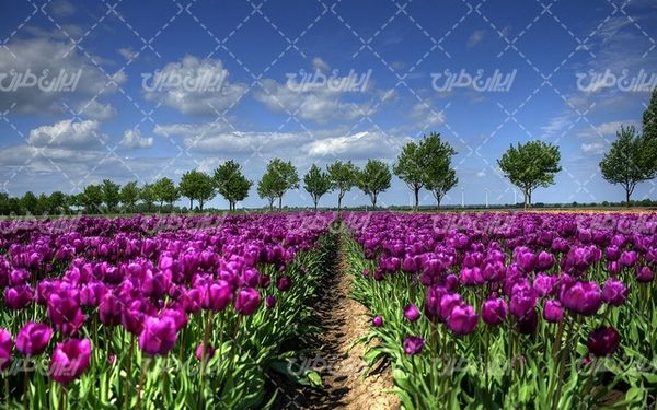 تصویر با کیفیت چشم انداز زیبای مزرعه گل همراه با منظره دیدینی و طبیعت زیبا
